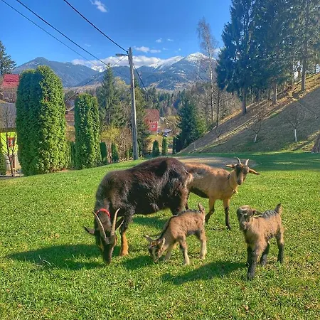 Pensiunea Eladi 4*